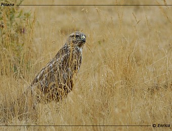 Animali 141